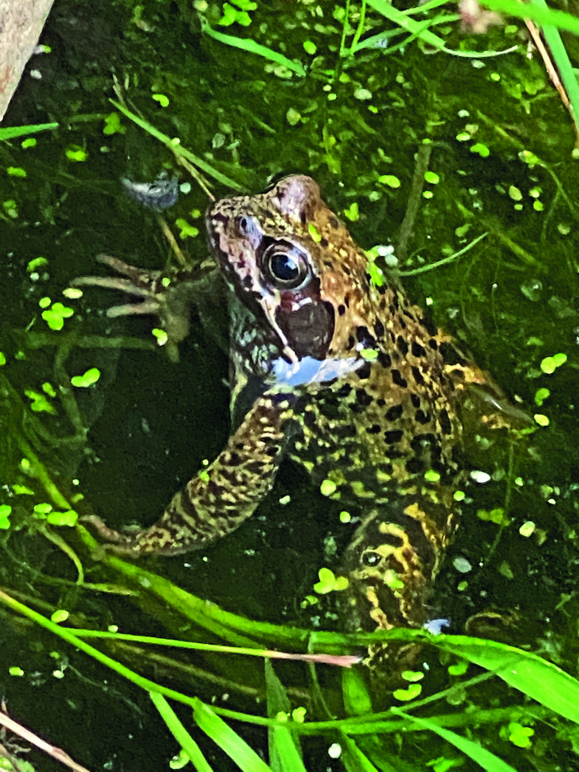 Gartenwissen @Home: Amphibien im Wandsetal