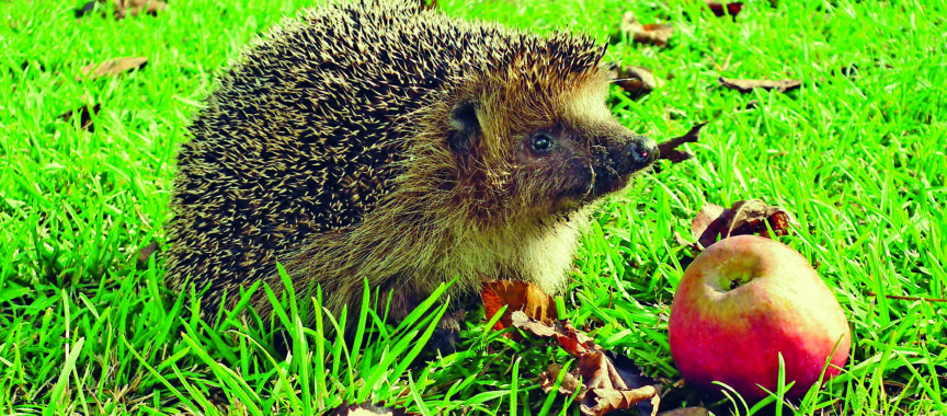 Igel im Herbstgarten mit Apfel