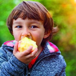 Äpfel aus dem alten Land schmecken prima