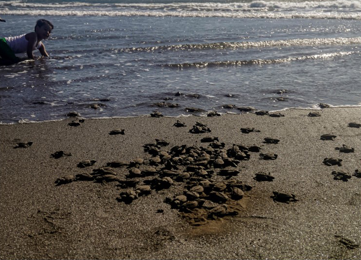 geschlüpfte Schildkröten laufen ins Meer