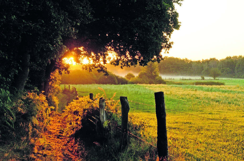 Duvenstedter Brook in der Abendsonne