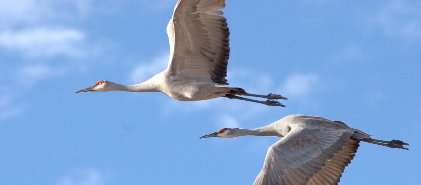 Kraniche im Flug