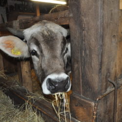 Googy, der Stier im Museumsdorf Volksdorf schaut um die Ecke