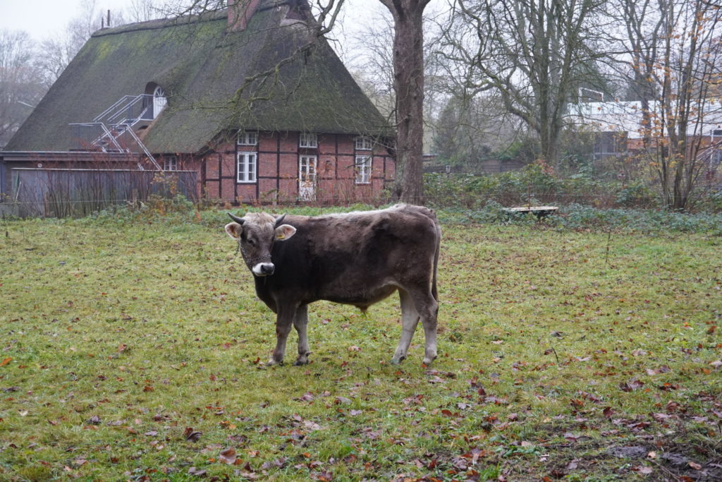 Ochse Goofy auf der Weide des Museumsdorf Volksdorf