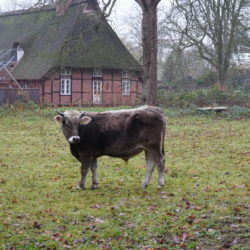 Ochse Goofy auf der Weide des Museumsdorf Volksdorf