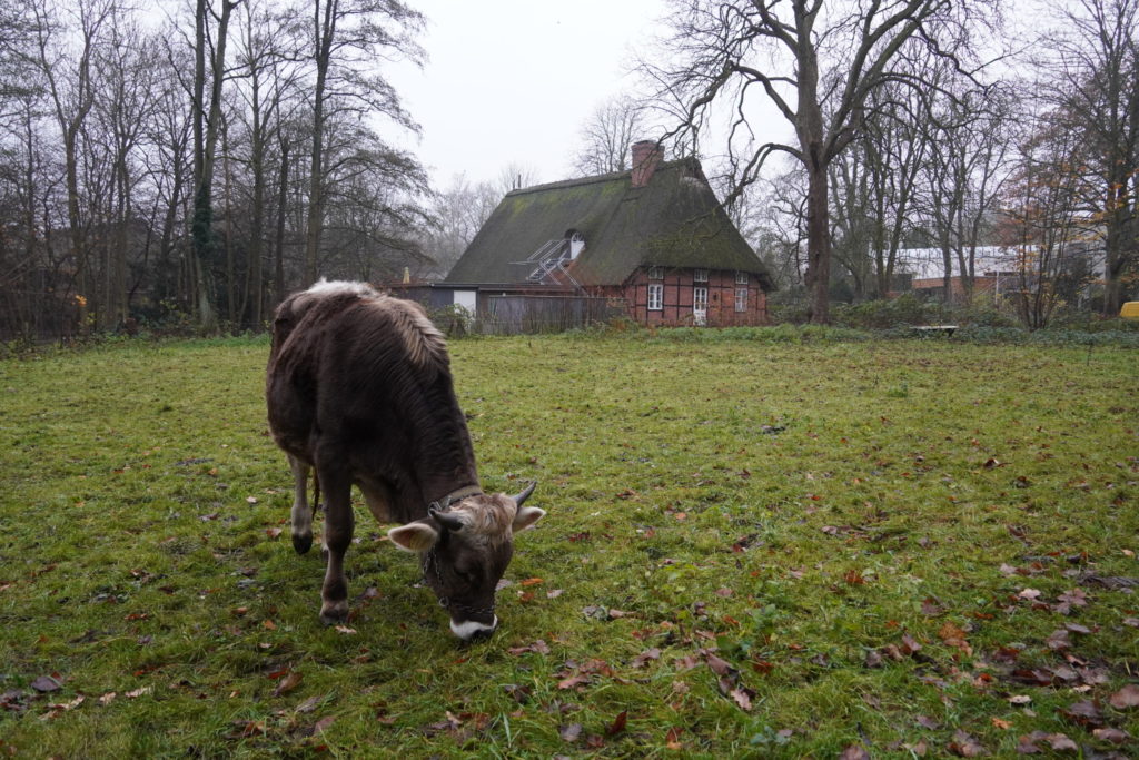 Goofy auf der Weide des Museumsdorf Volksdorf