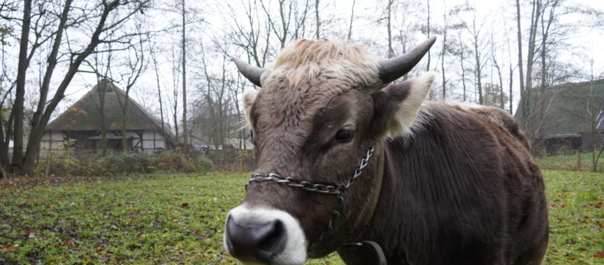 Ochse Goofy auf der Weide in Volksdorf