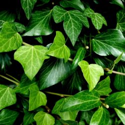 Der Efeu (Hedera helix) ist einer der Kandidaten zur Wahl für die Giftpflanze 2021. Er ist stark giftig und als Zimmerpflanze, aber auch als Garten- und Wildpflanze bekanntFoto: pixabay