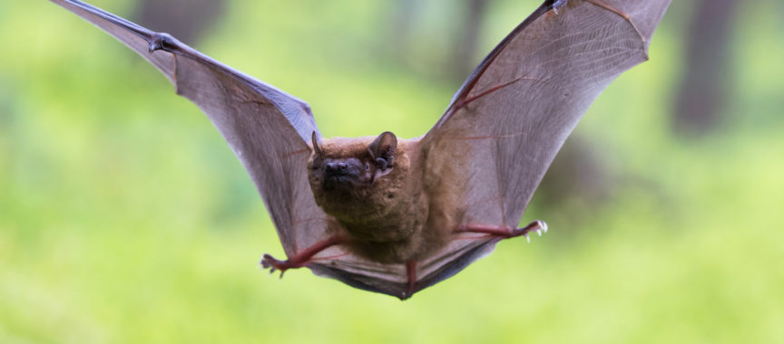 Fledermaus im Flug