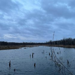 Das Naturschutzgebiet Wittmoor