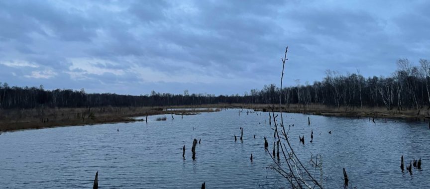 Das Naturschutzgebiet Wittmoor