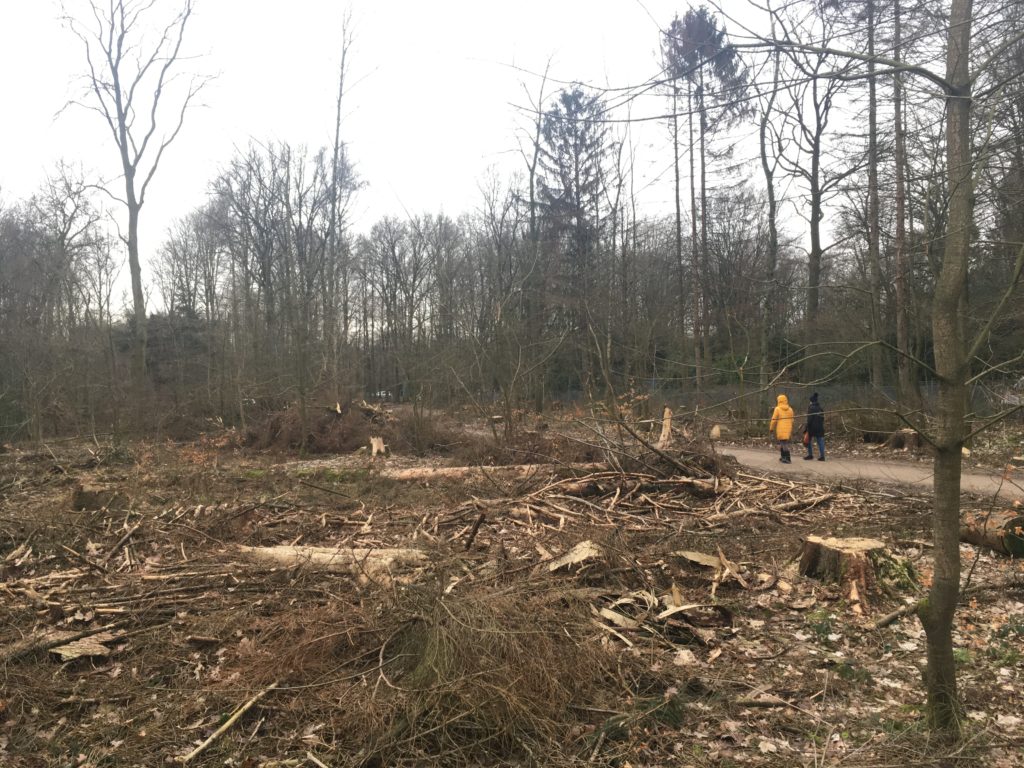 Kahlschlag im Volksdorfer Wald