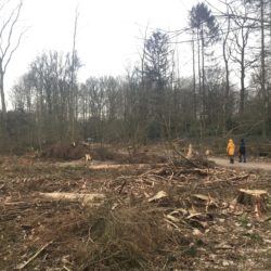 Kahlschlag im Volksdorfer Wald