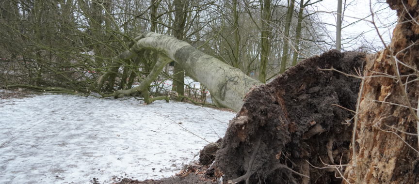 Umgestürzter Baum an den Teichwiesen in Volksdorf
