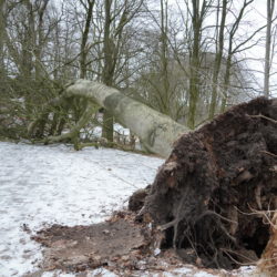 Umgestürzter Baum an den Teichwiesen in Volksdorf