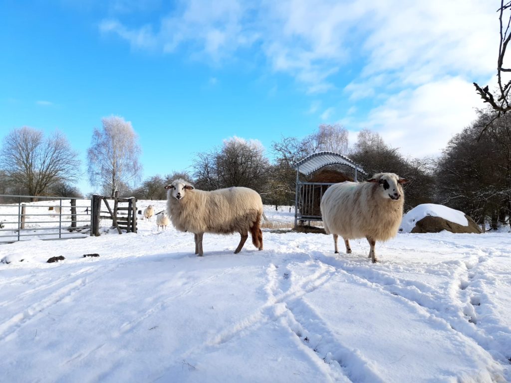 Schafe in der Winterlandschaft Höltigbaum