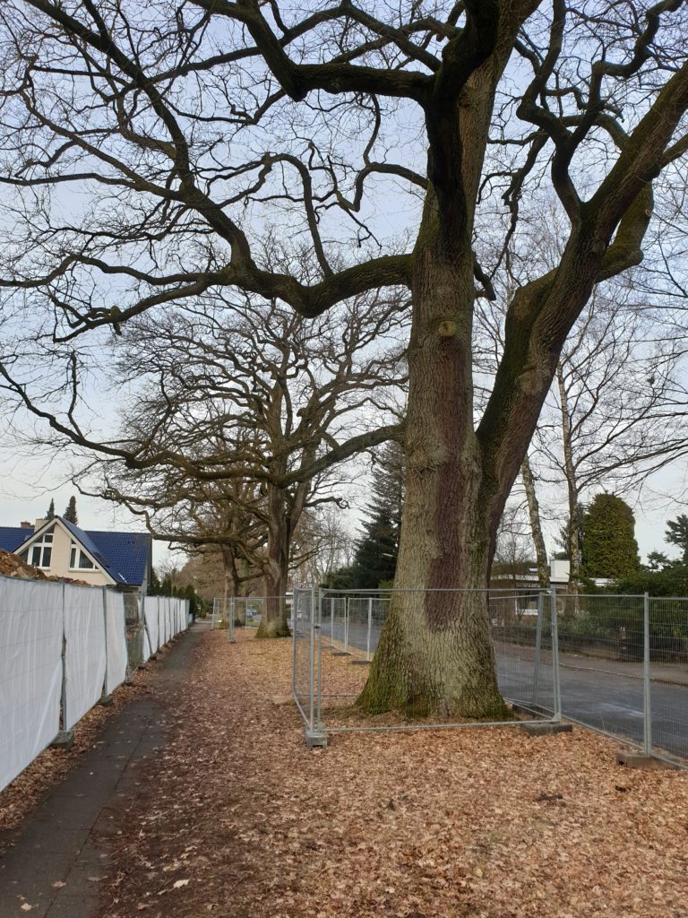 Die über 120 Jahre alten Eichen im Maetzelweg wurden während der Erdarbeiten erst auf Initiative der Anwohner geschützt