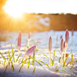 Frühling in de Walddörfern und dem Alstertal