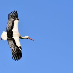 Storch