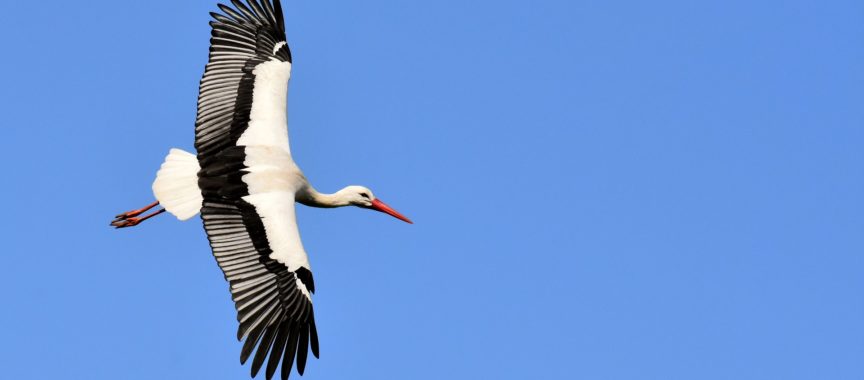 Storch