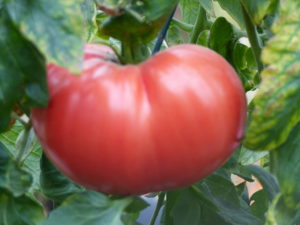 Reife Tomate von Tiny Farming in Bergstedt