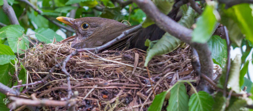 Amsel im Nest