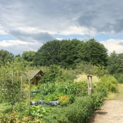 Der Kleingartenverein Diekmoor im Sommer