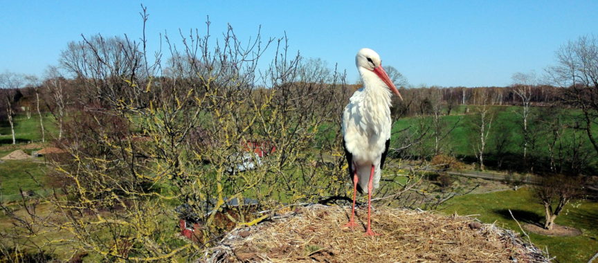 Storch im Wiemerskamp