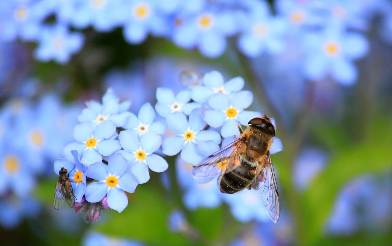 Diskussion digital Insektenschutz zum Weltbienentag