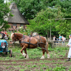 Aktionstag im Musumsdorf „Vom Pferd zum Auto – Zugtiere im Wandel der Zeit“