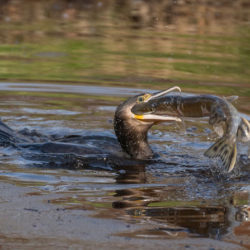 Naturfotografie