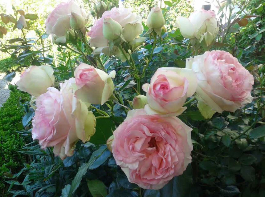 Blühende Schönheiten im Garten von Familie Müggenburg, Hammoorer Weg 2 in Bargteheide.