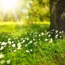 Rahlstedt: Meditative Wanderung im Höltigbaum