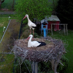 Wiemerskamp: Zwei Störche sind im Horst