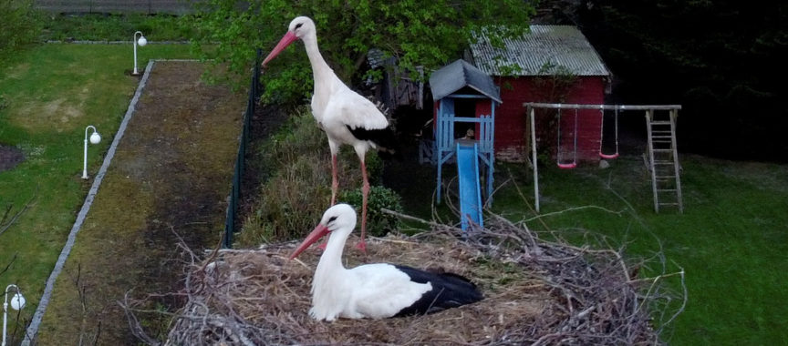 Wiemerskamp: Zwei Störche sind im Horst