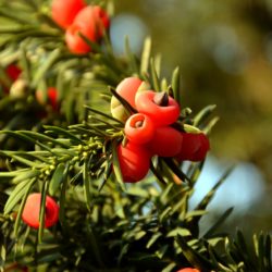 Gartenwissen für Kinder