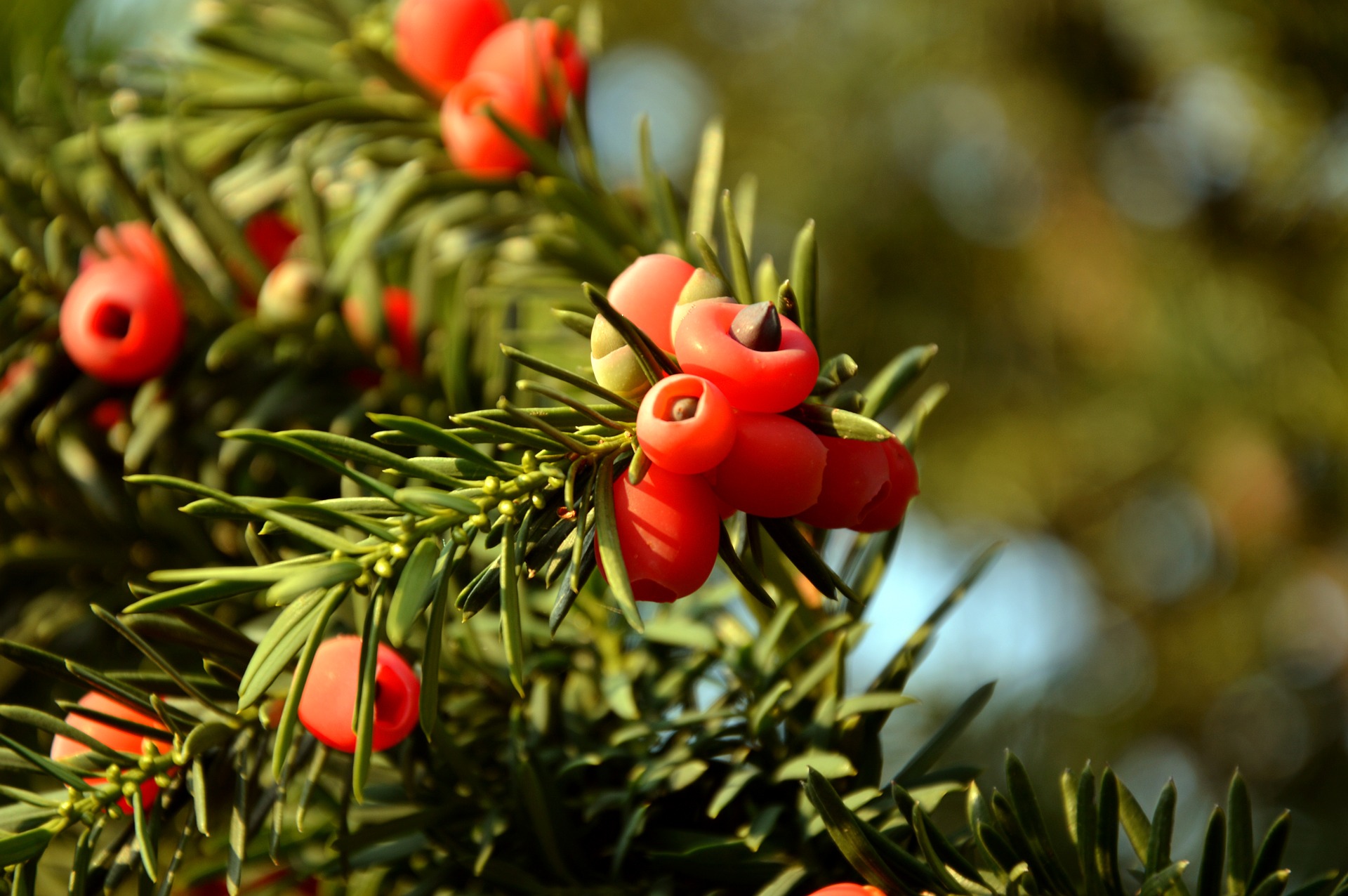 Gartenwissen für Kinder