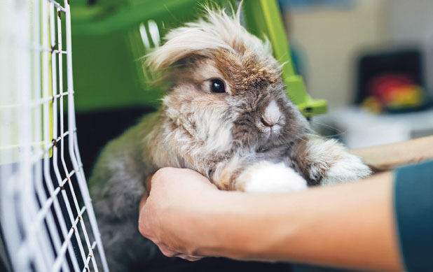 Tierklinik_Kaninchen_adobestock