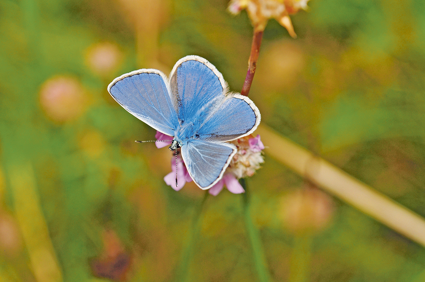 NABU-Online-Diavortrag „Schmetterlings-Safari zwischen Ostsee und Elbe“