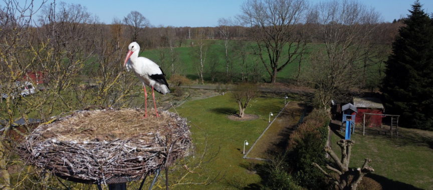 Storch Erik Holstein im Wiemerskamp