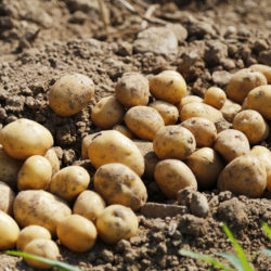 Gartenwissen Online „Wie kam die Kartoffel nach Äthiopien“
