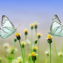 Kindertheater "Oh, du schöner Schmetterling!" auf Gut Karlshöhe