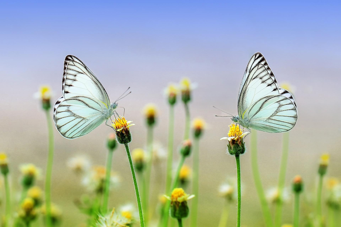 Kindertheater "Oh, du schöner Schmetterling!" auf Gut Karlshöhe