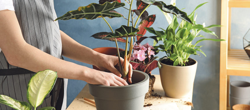 Woman transplanting home plant into new pot at table, closeup