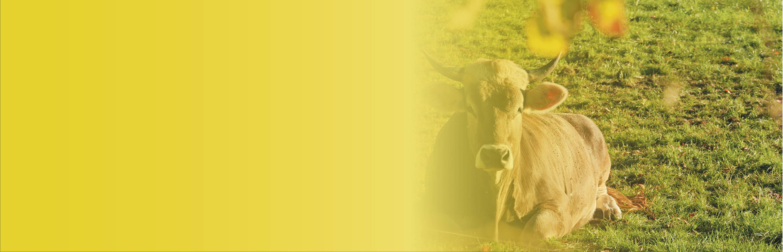 Goofy wohnt jetzt auf Hof Butenland HeimatEcho